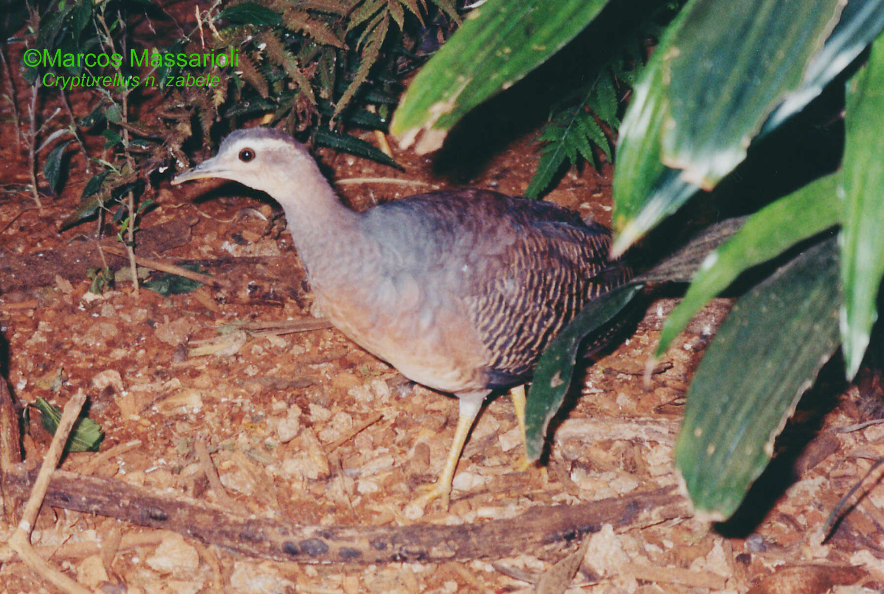Image of Yellow-legged Tinamou