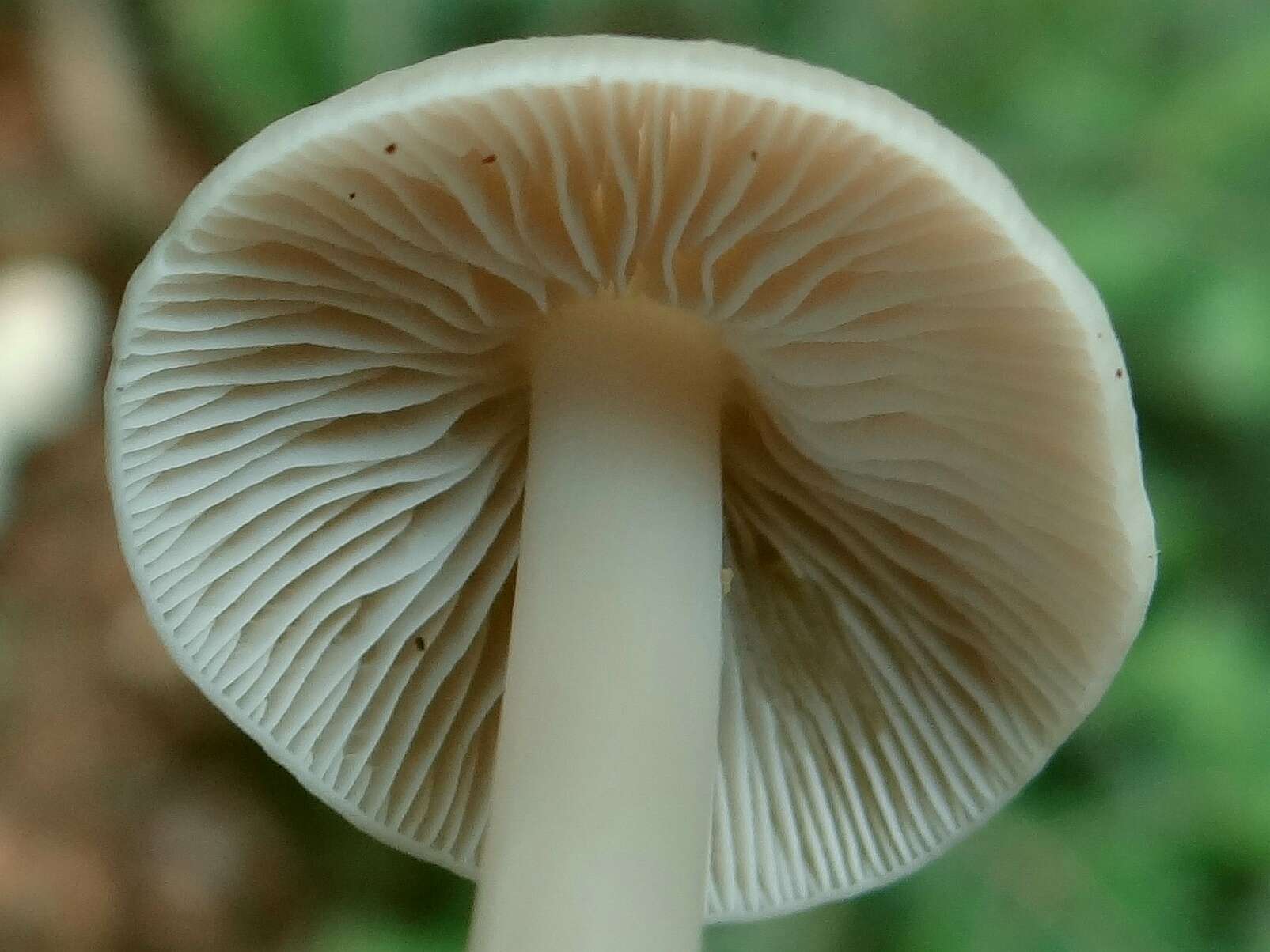 Mycena arcangeliana Bres. 1904 resmi