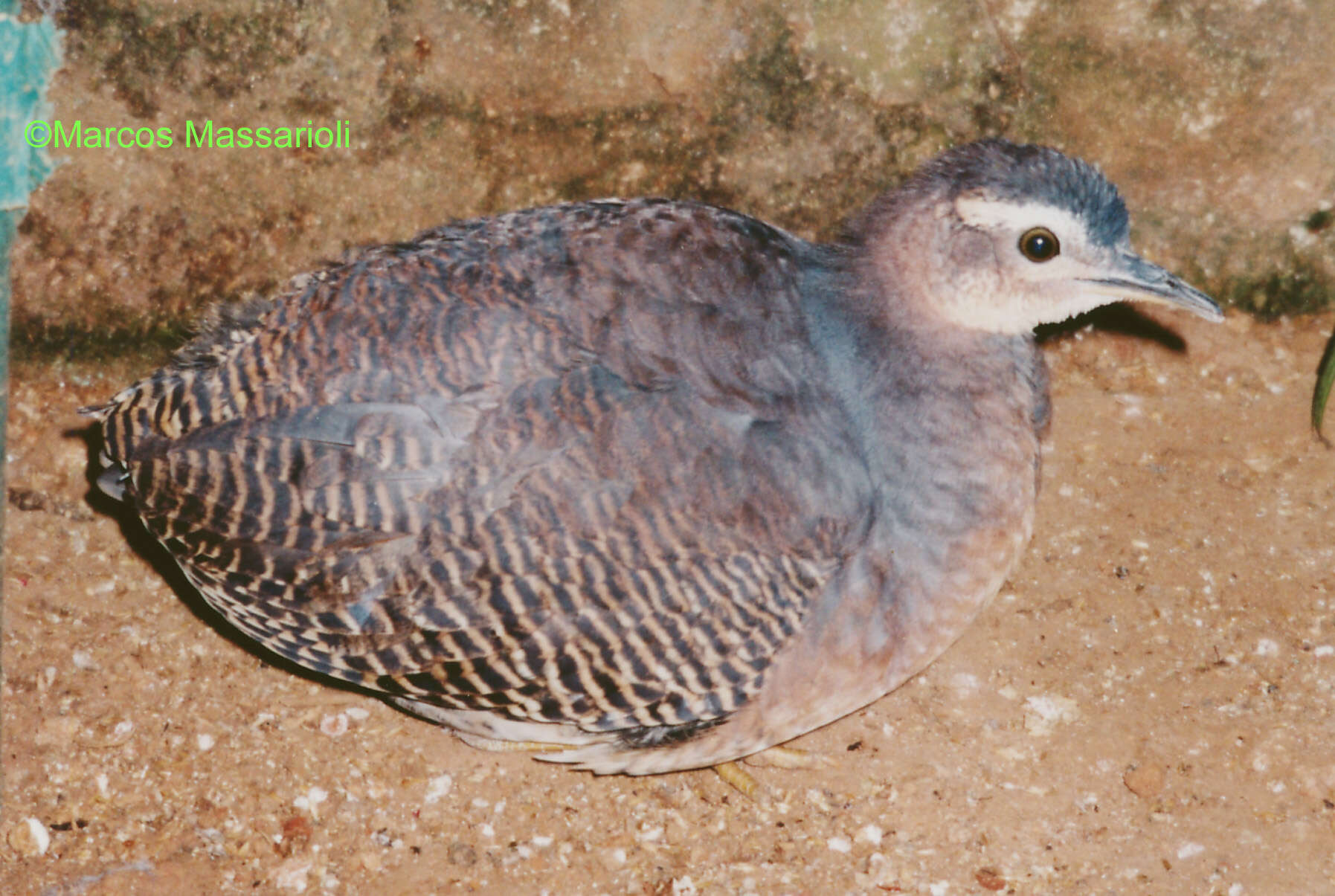 Image of Yellow-legged Tinamou