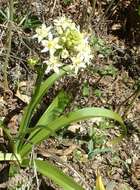 Image of common star lily