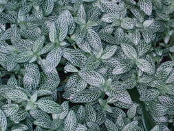 صورة Fittonia albivenis (Lindl. ex Veitch) R. K. Brummitt