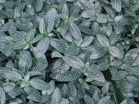 Fittonia albivenis (Lindl. ex Veitch) R. K. Brummitt resmi