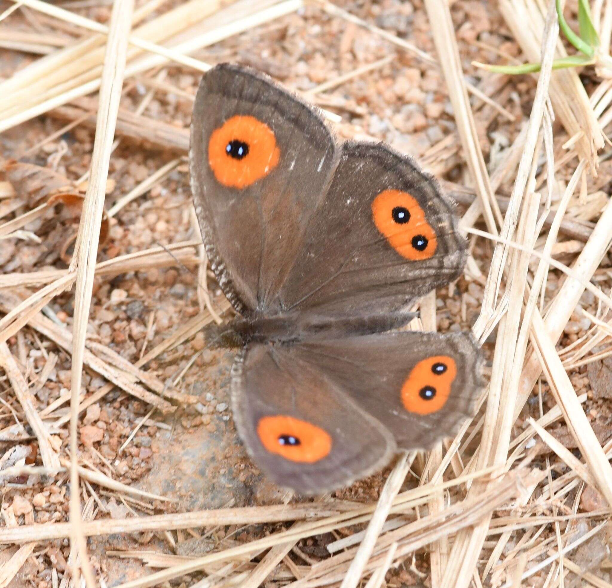 Image of Strabena tamatavae