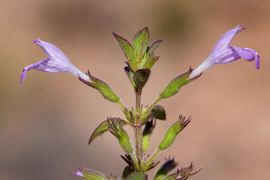 Image of dwarf false pennyroyal