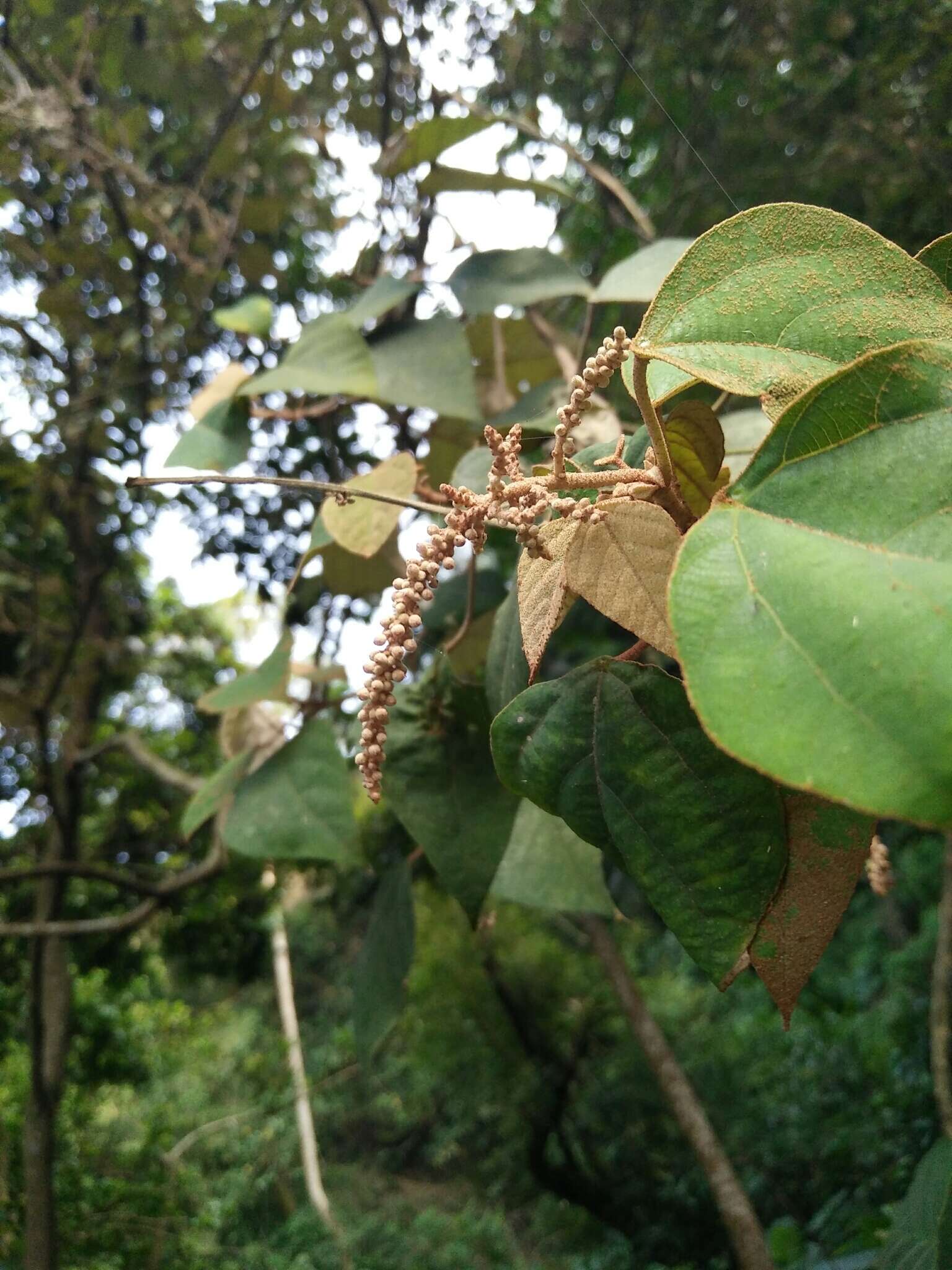 Plancia ëd Mallotus paniculatus (Lam.) Müll. Arg.