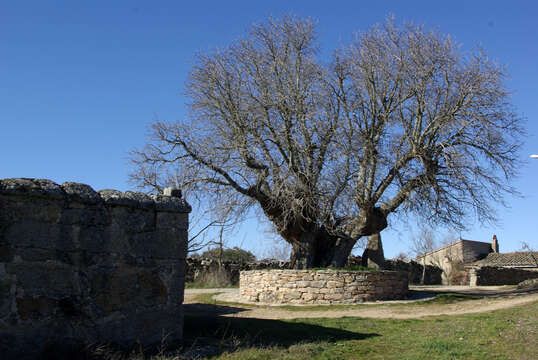 Image of white mulberry