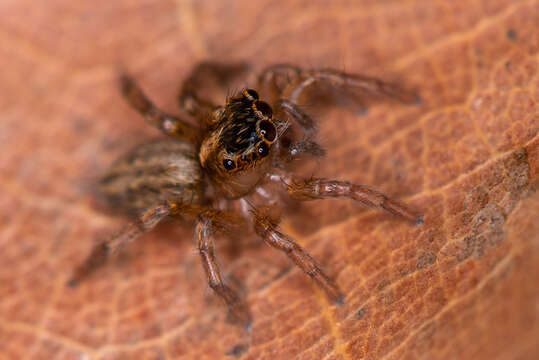 Image of Crimean Banner-legged Jumping Spider