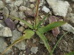 Image of Cyanella lutea L. fil.