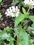 Image of Texas milkweed