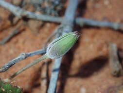 Image of Australian stork's bill