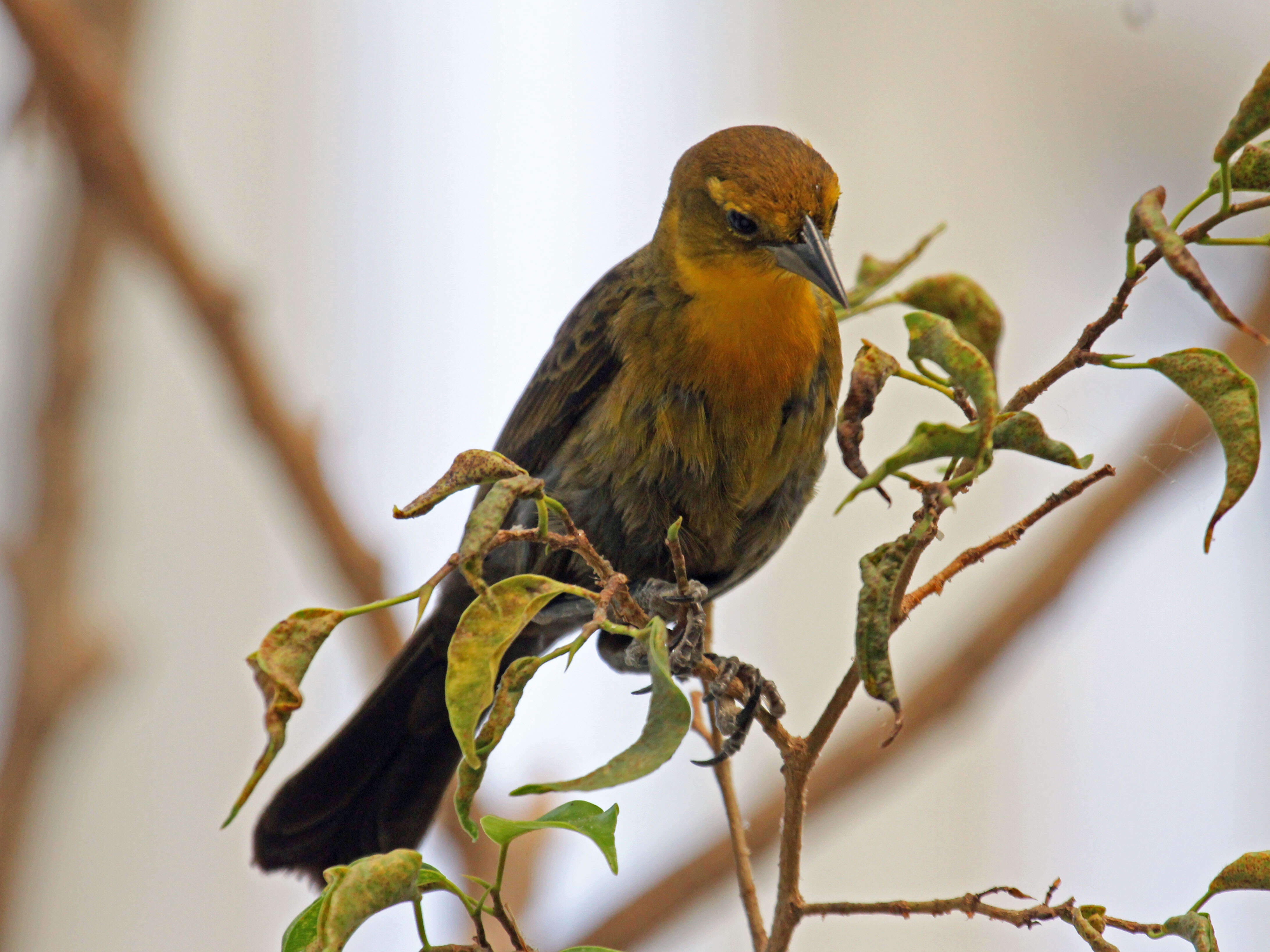Image of Yellow-hooded Blackbird