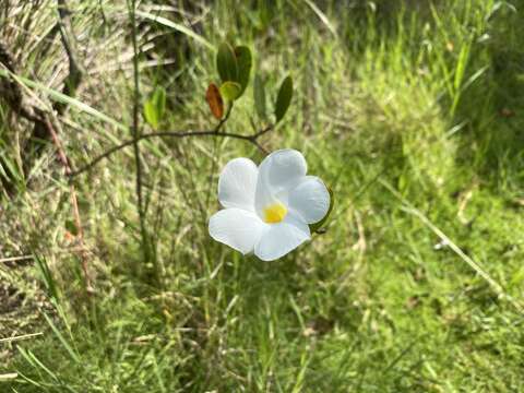 Image of Mangrovevine