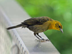 Image of Yellow-hooded Blackbird