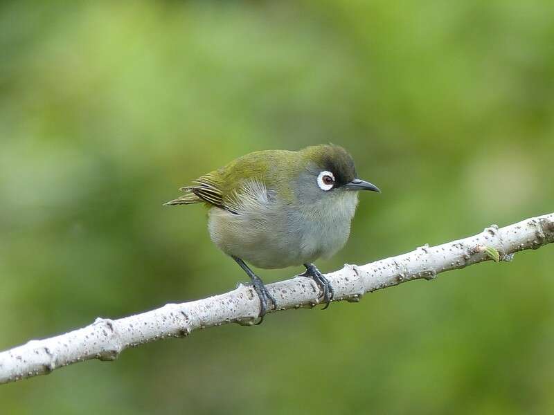 Zosterops olivaceus (Linnaeus 1766) resmi