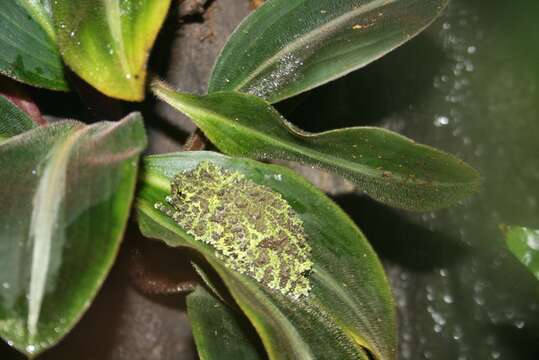 Image of Tonkin Bug-eyed Frog