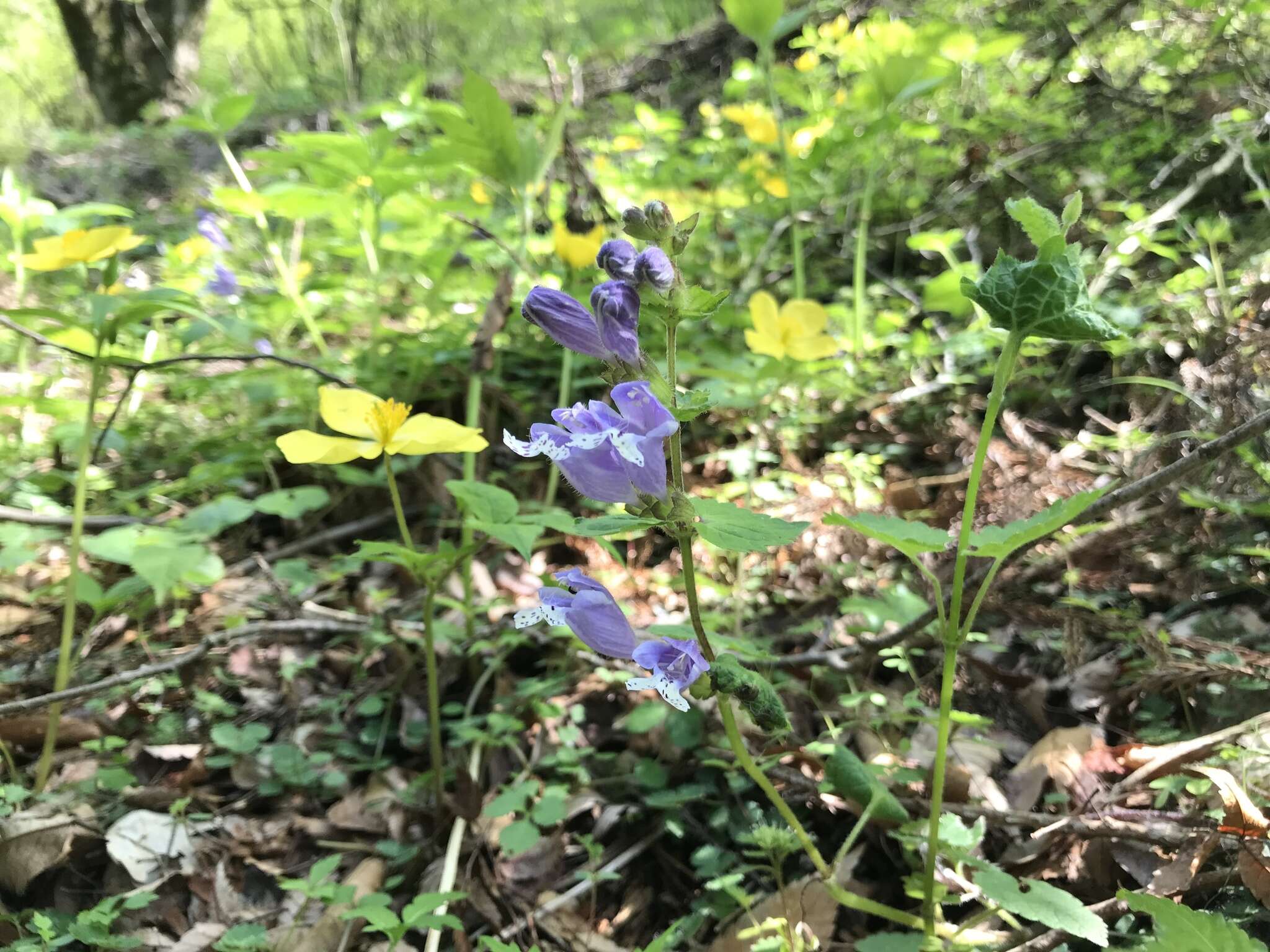 Image of Meehania urticifolia (Miq.) Makino