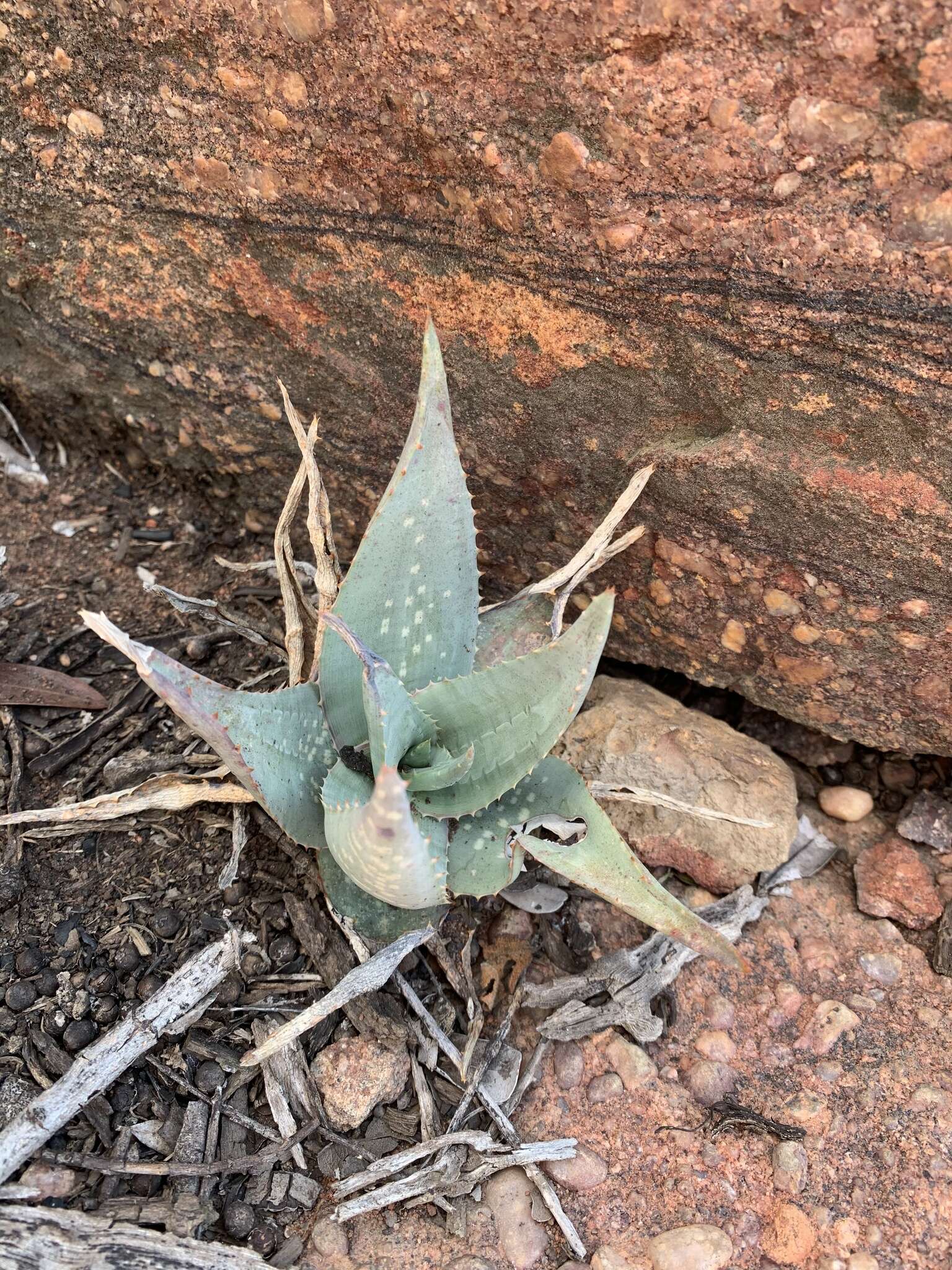 Слика од Aloe chabaudii var. chabaudii