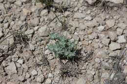 Image of bighead pygmycudweed