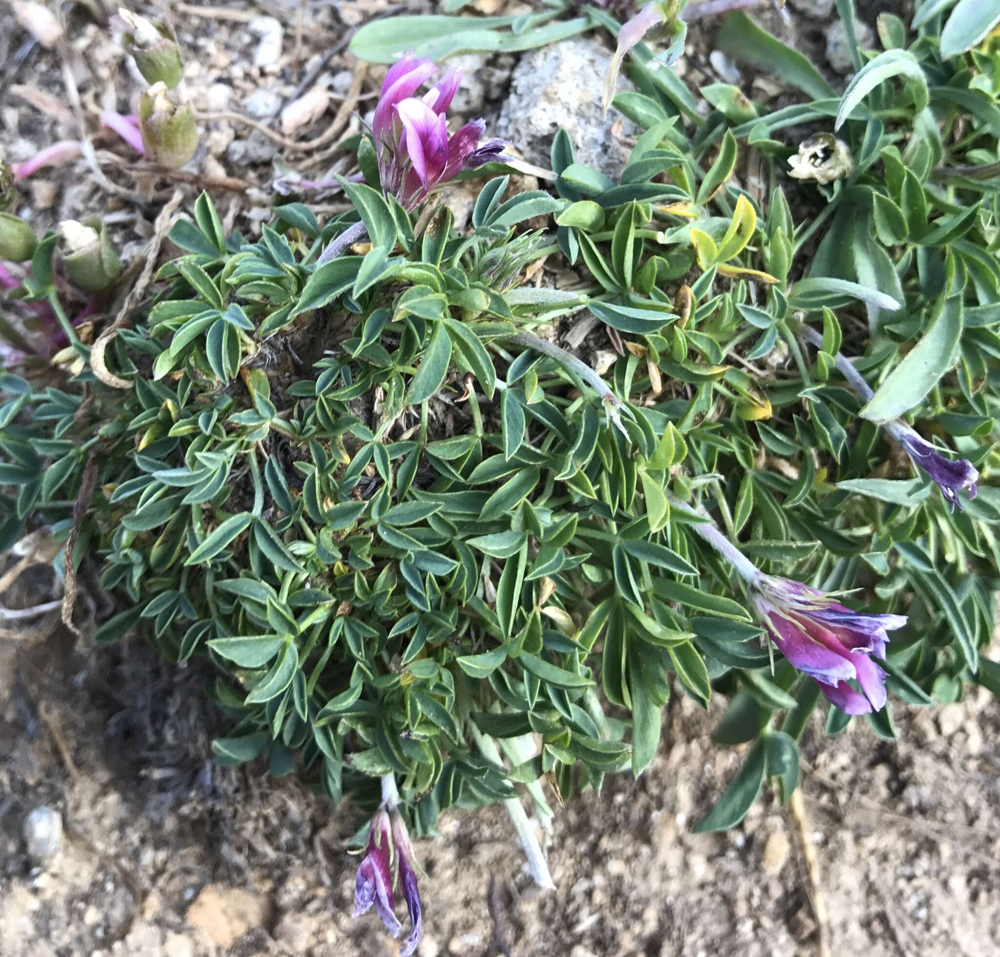 Image of dwarf clover