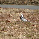 صورة Motacilla alba lugens Gloger 1829