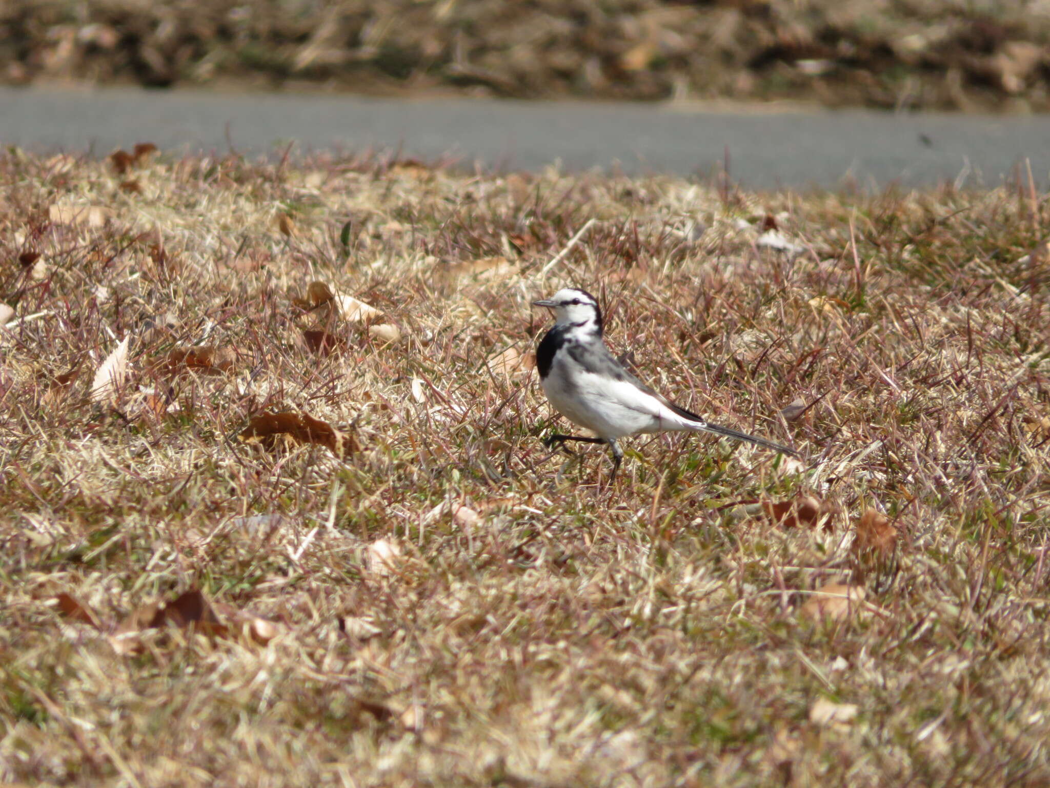 Image of Motacilla alba lugens Gloger 1829