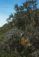 Image of wavyleaf ceanothus