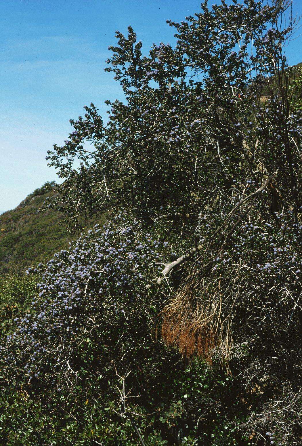 Image of wavyleaf ceanothus