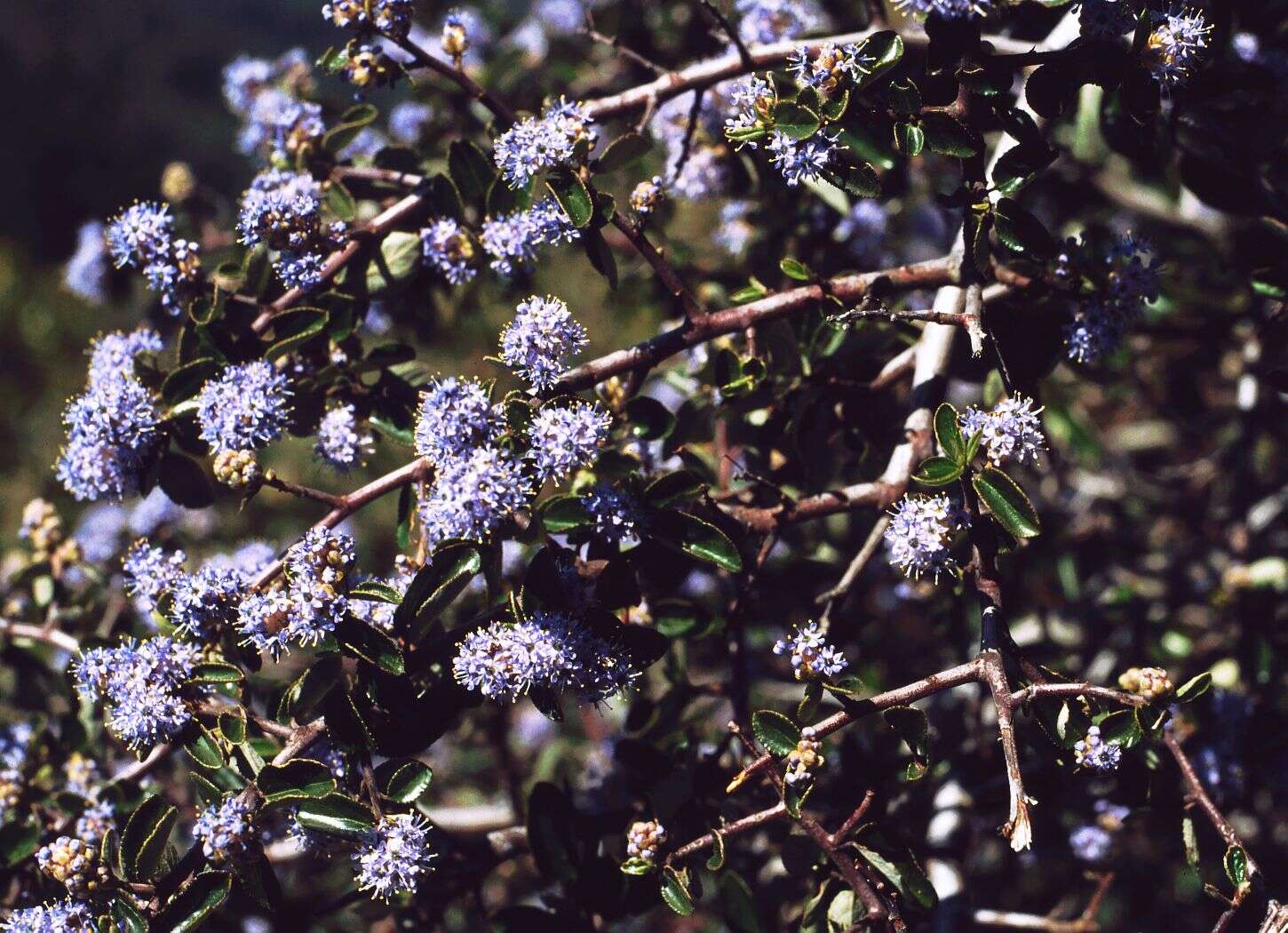 Image of ceanothus