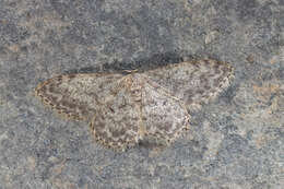 Image de Idaea typicata Guenée 1858