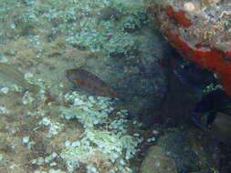 Image of Axillary Wrasse