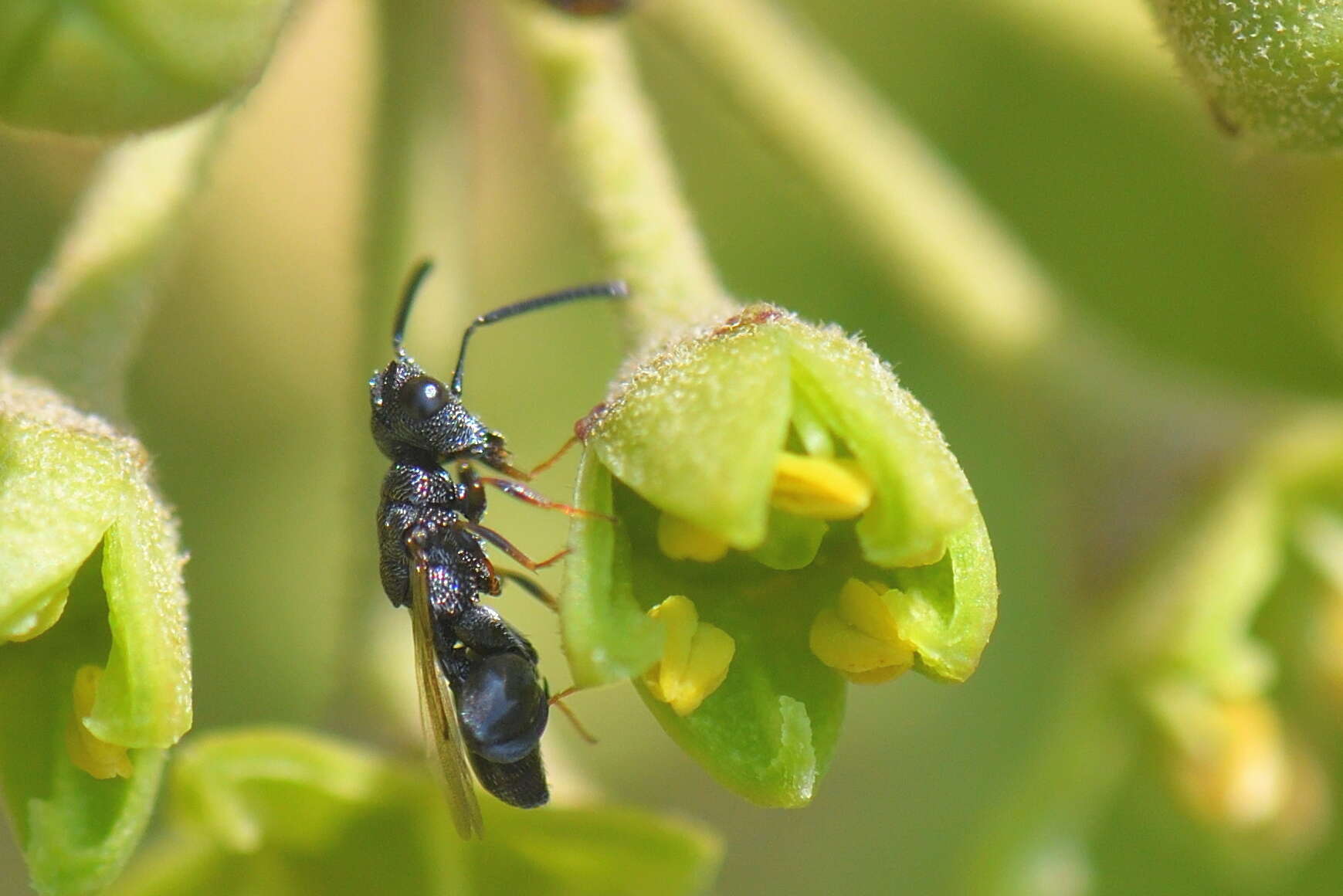 Image of Dirhinus hesperidum (Rossi 1790)