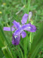 Image of Iris goniocarpa Baker