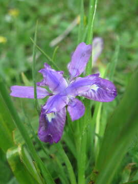 Sivun Iris goniocarpa Baker kuva