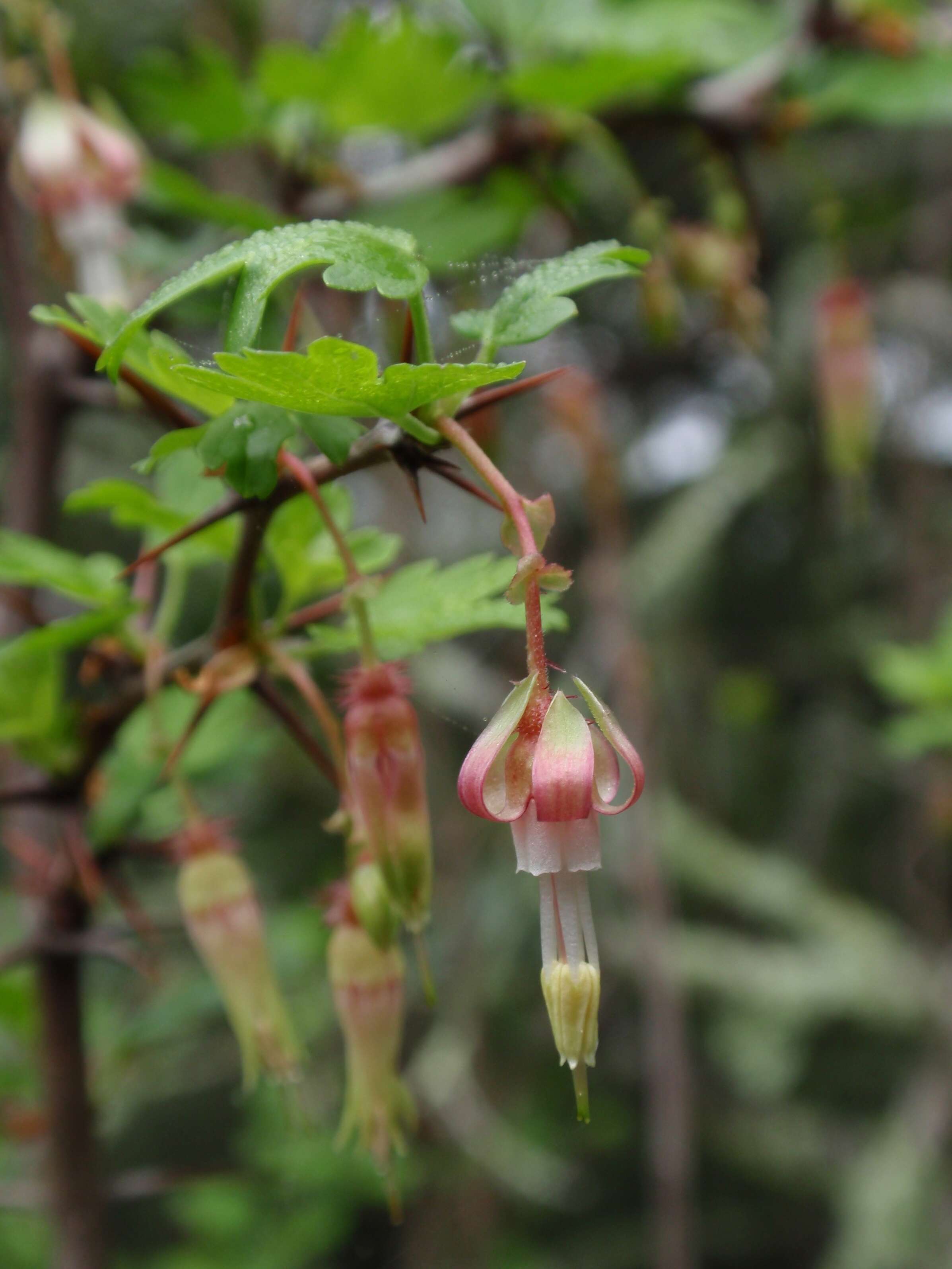 Image of hillside gooseberry