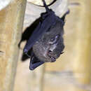 Image of Peters’s Sheath-tailed Bat