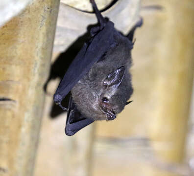 Image of Peters’s Sheath-tailed Bat