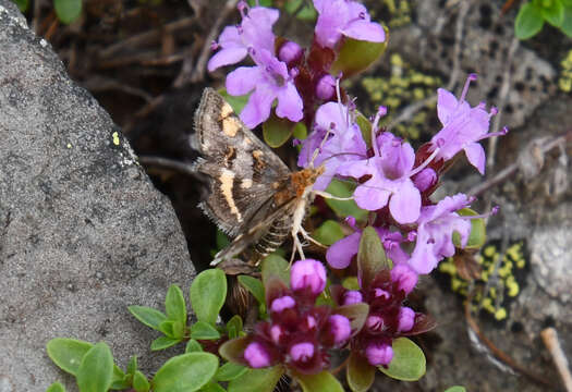 Image of Pyrausta porphyralis Schiffermüller 1775