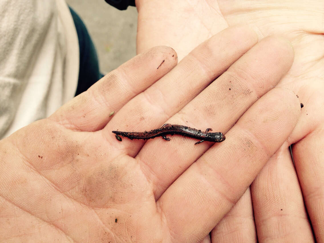 Image of Garden Slender Salamander