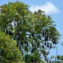 Image of Black Flying Fox