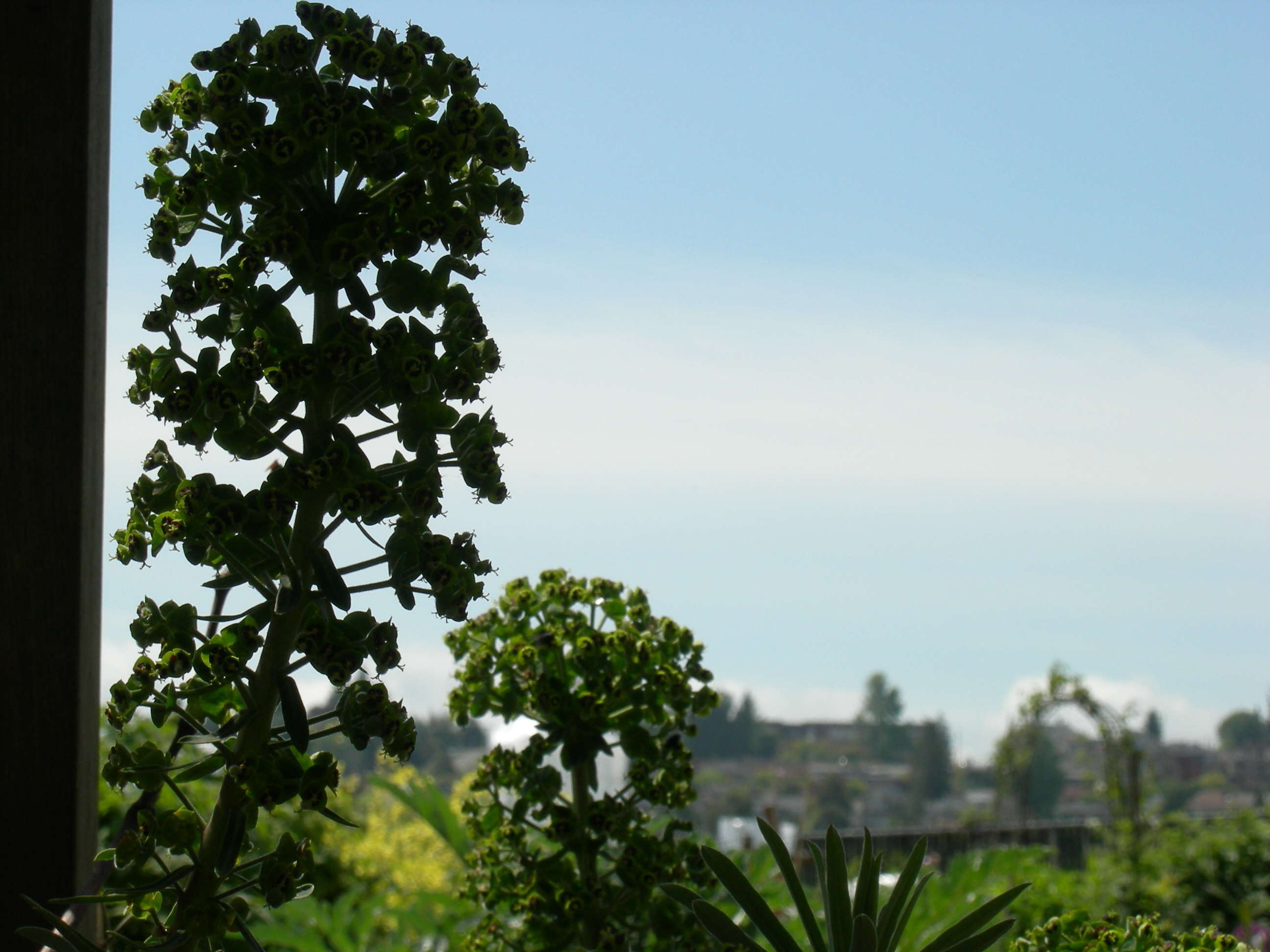 Image of Albanian spurge