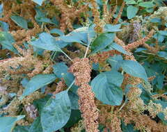 Imagem de Amaranthus caudatus L.