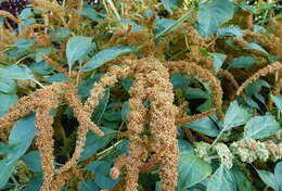 Imagem de Amaranthus caudatus L.