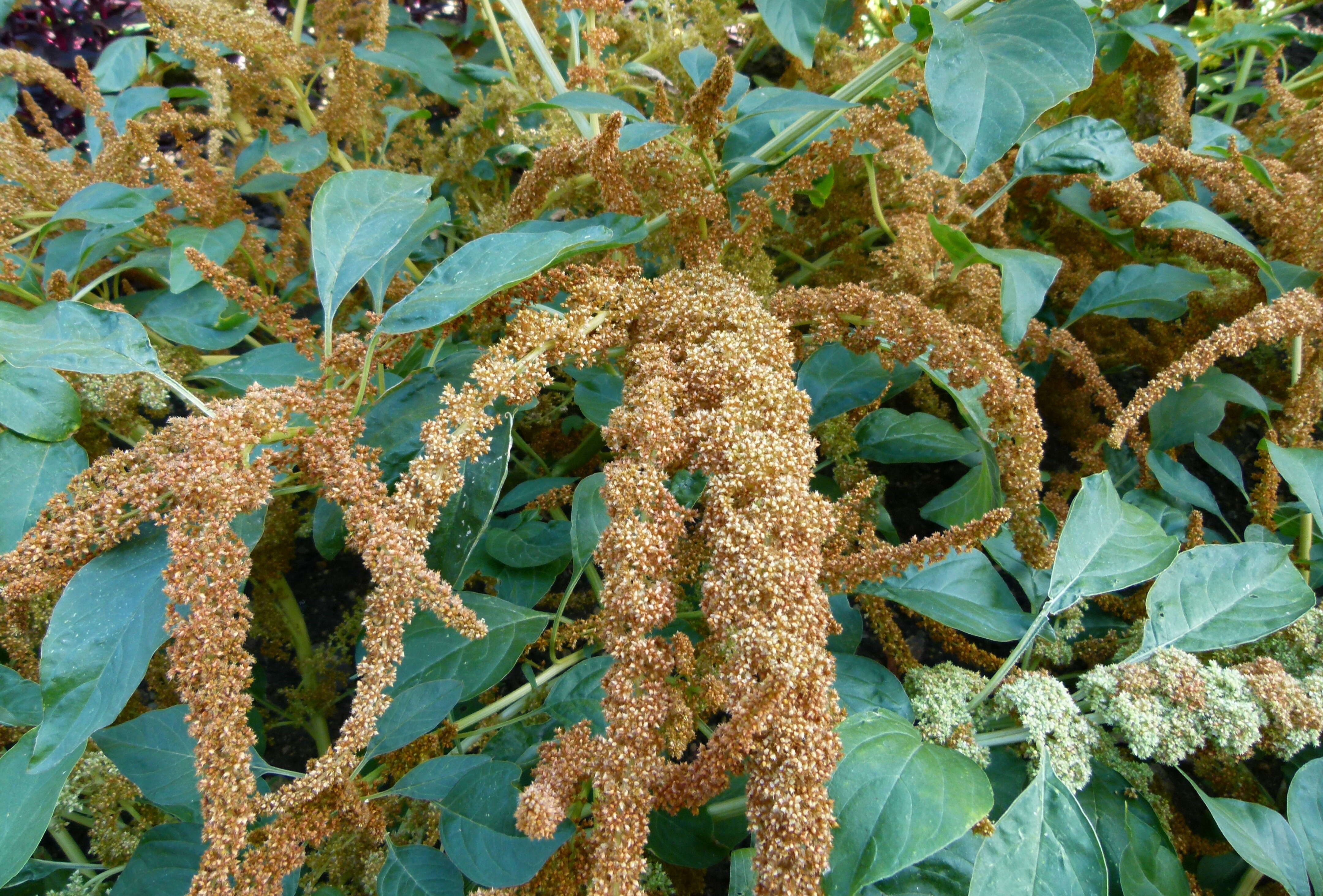 Imagem de Amaranthus caudatus L.