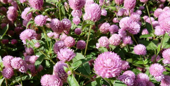 Image of Globe Amaranth