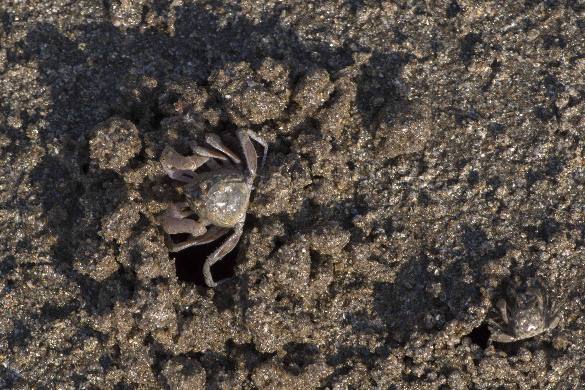 Image of Asian Soldier Crab