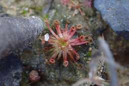 Image of Drosera pygmaea DC.