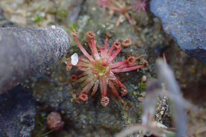 Image of Drosera pygmaea DC.