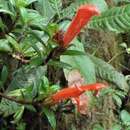 Image of Columnea glabra Oerst.