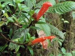 Image of Columnea glabra Oerst.