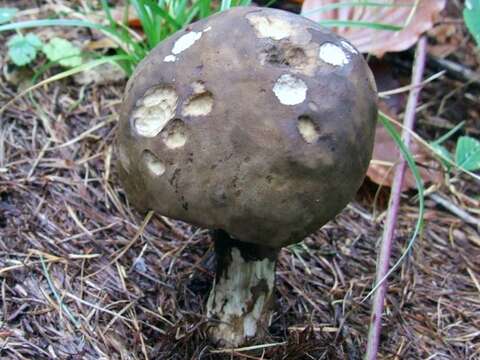 Image of Porphyrellus porphyrosporus (Fr. & Hök) E.-J. Gilbert 1931